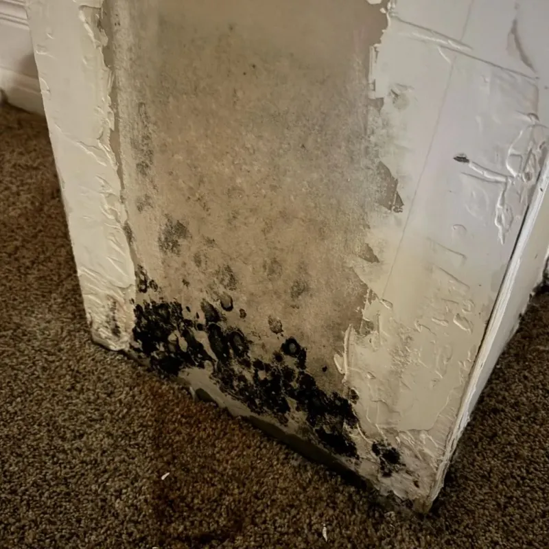 Professional Mold Removal in Cloud County, KS